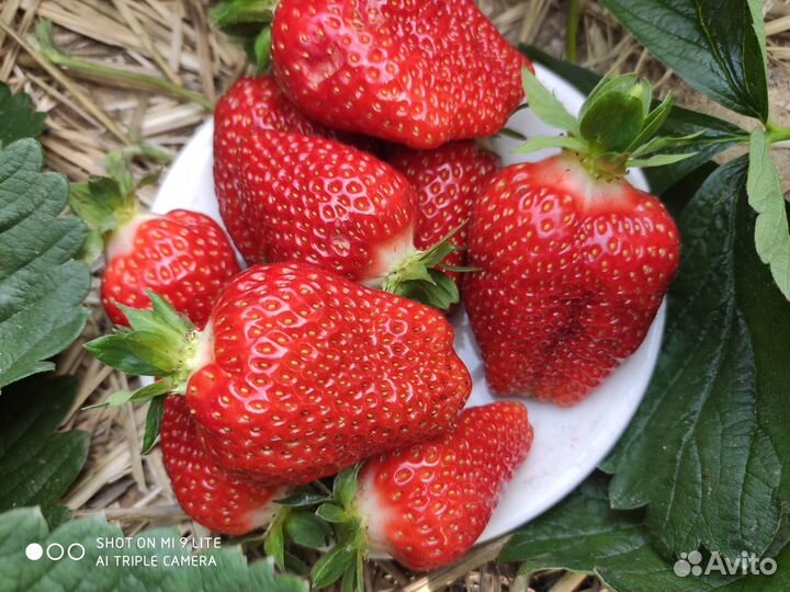 Рассада клубники