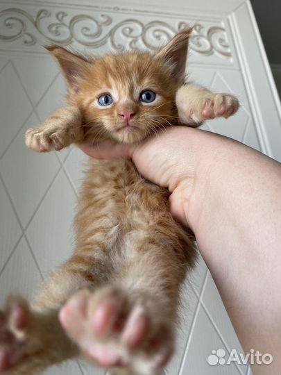 Котята мейн-кун