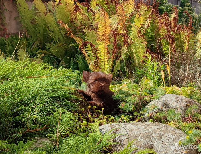 Шоколадный йорк