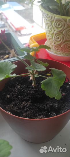 Пеларгония герань