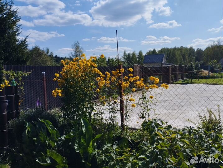 Золотые шары цветы