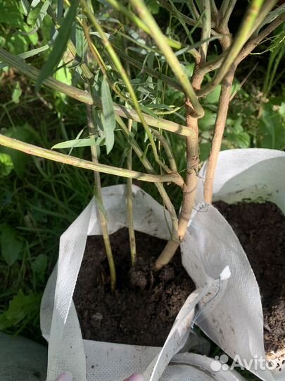 Ива шаровидная