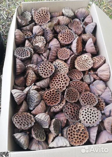 Семена и коробочки лотоса