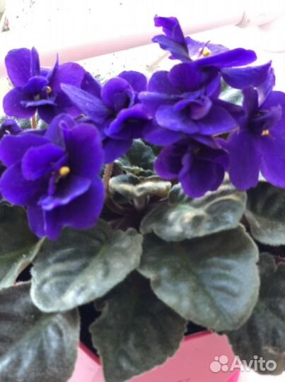 Фиалка сортовая детки