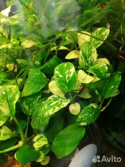 Редко встречающиеся растения для аквариума