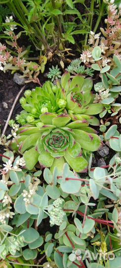 Каменная роза