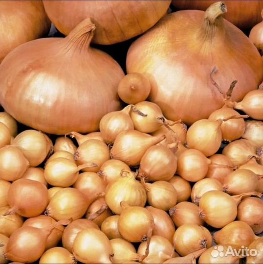 Лук севок