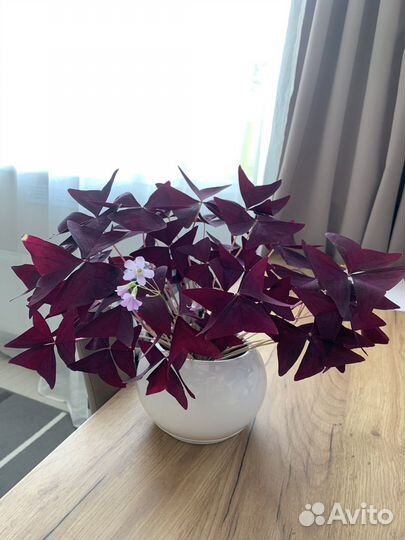 Оксалис (кислица)