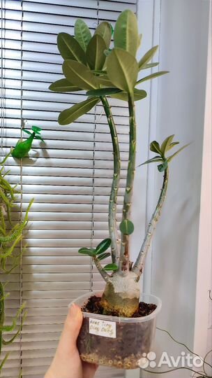 Адениум арабикум