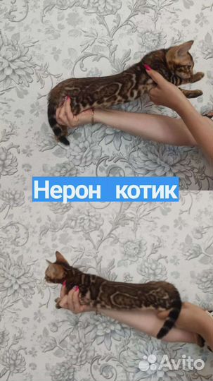 Бенгальский котёнок