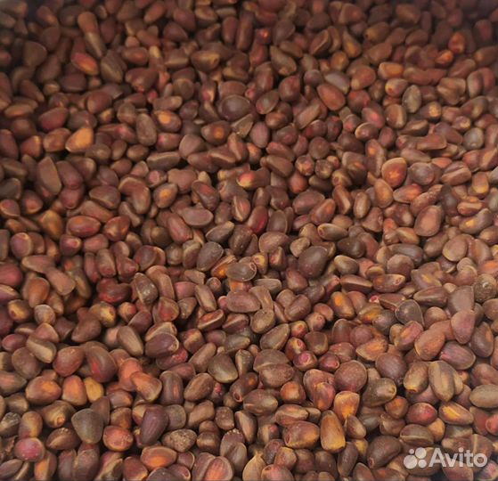 Кедровый орех Шишки