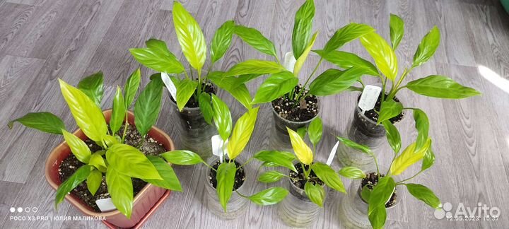 Спатифиллум Лемон глоу