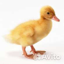 Утята подрощенные