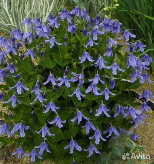 Многолетники