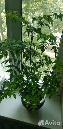 Мелия иранская или Четковое дерево