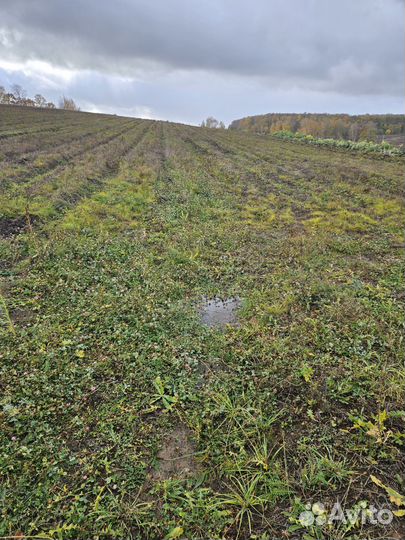 Продам картофель оптом