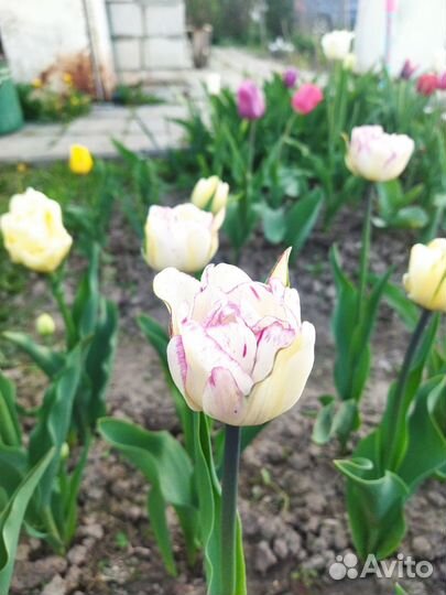 Тюльпан Verona (луковица)