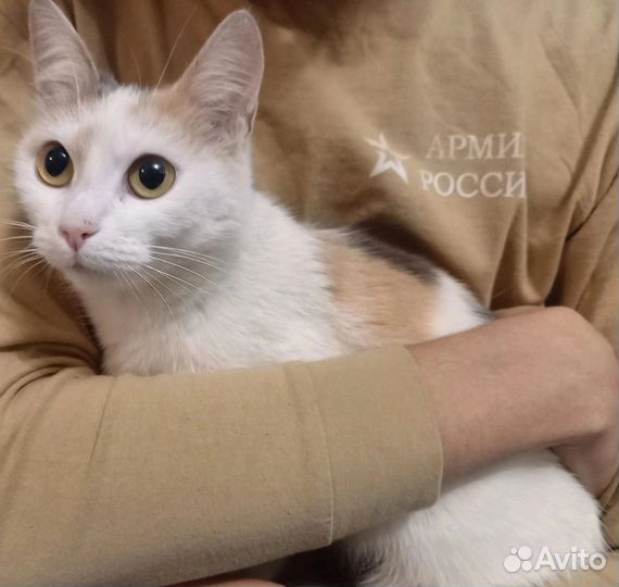 Милой кисе нужен дом
