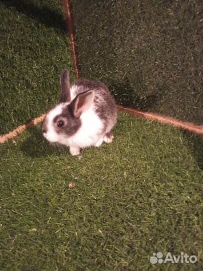 Карликовый кролик