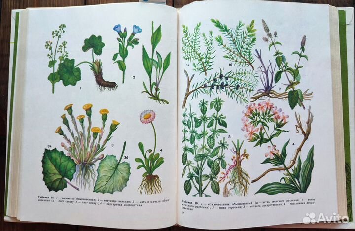 Ботаническая книга растения