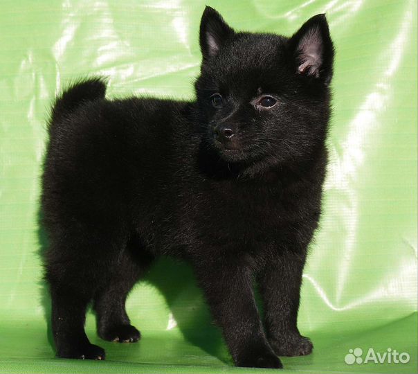 Схипперке (шипперке)