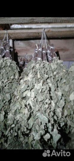 Веники берёза