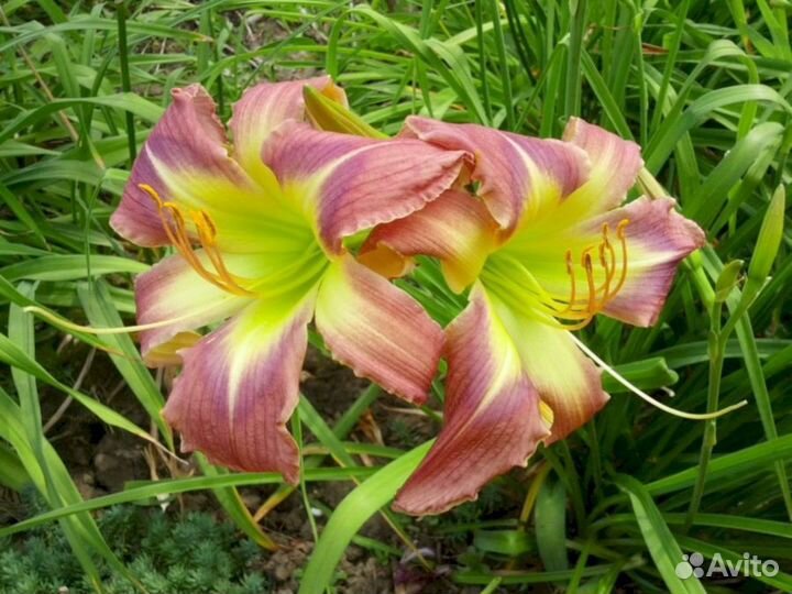 Лилейники Мэджести Визард (низкий)