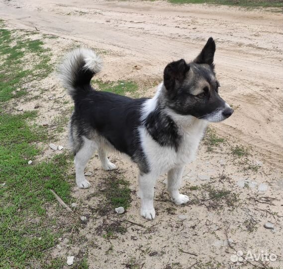 Собака в добрые руки маленькая порода бесплатно