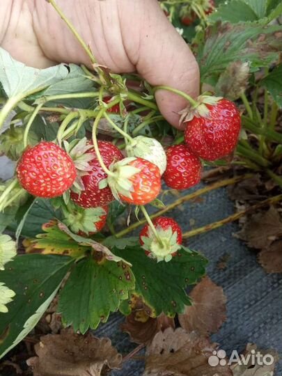 Клубника сорт Лорд морозостойкая