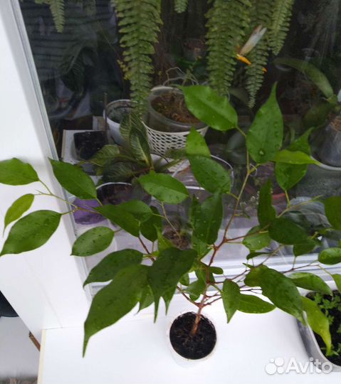 Фикусы Эстер