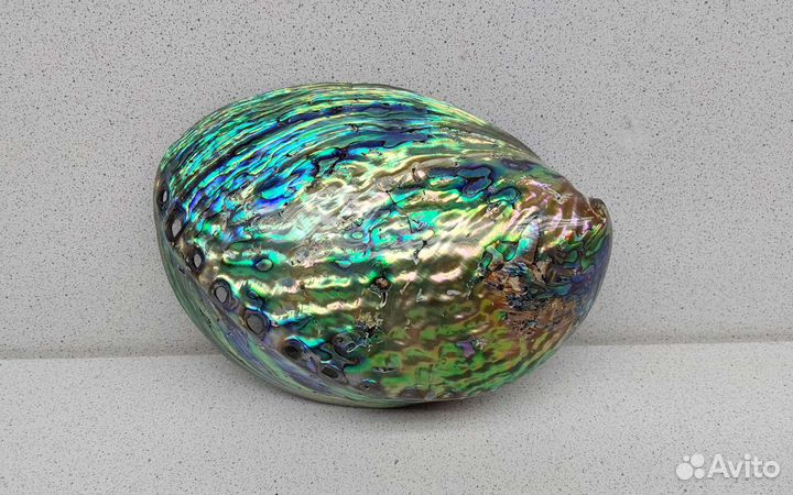 Халиотис Ирис 14,6 морская ракушка раковина