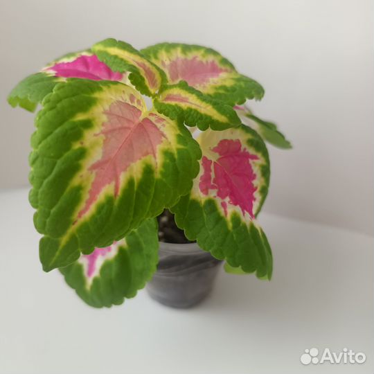 Колеусы укорененные для дома и сада