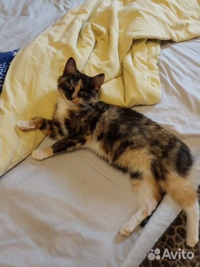 Кошка