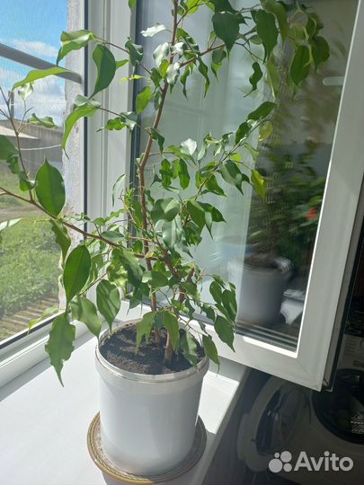 Фикус бенджамина