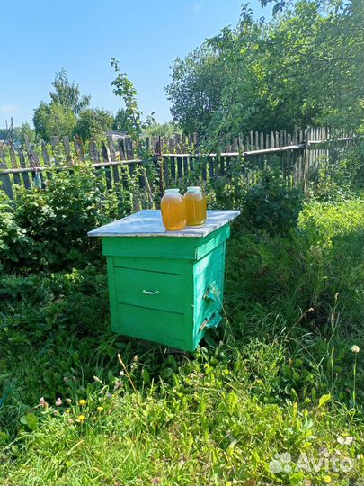 Мед, пчелы, перга, прополис