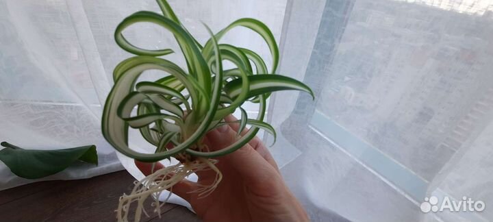 Хлорофитум кудрявый