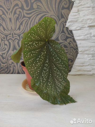 Бегония декоративно лиственная