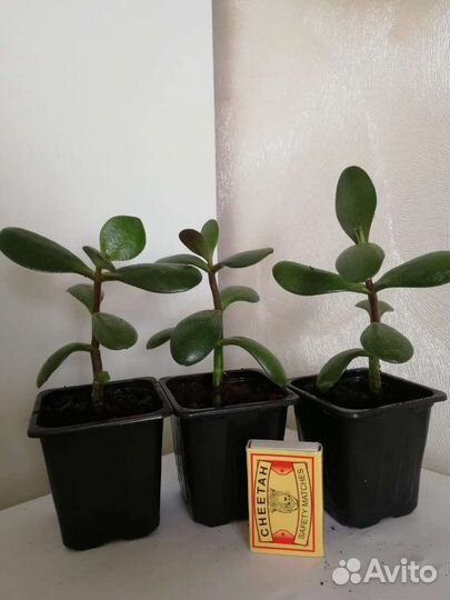 Замиокулькас, шефлера, фикус Бенджамина, толстянка