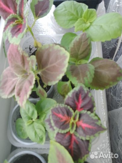 Колеусы сортовые