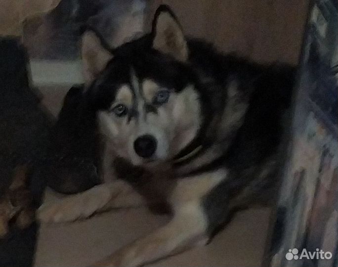 Хаски вязка
