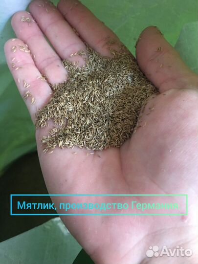 Семена газонной травы