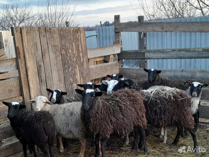 Романовские овцы