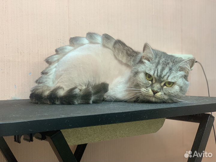 Грумер стрижка кошек