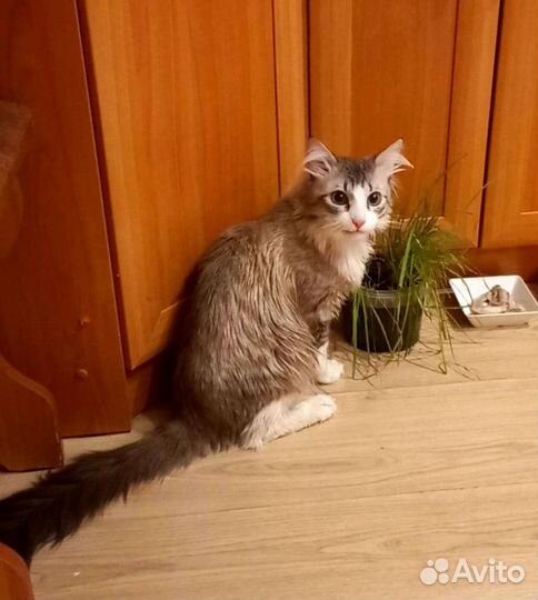 Котик Голубые глазки