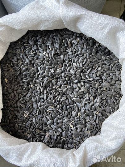 Семечки подсолнечника для птиц