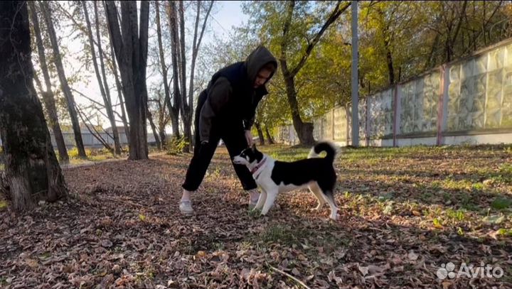 Кинолог. Специалист по воспитанию собак