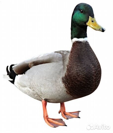 Селезень дикой утки