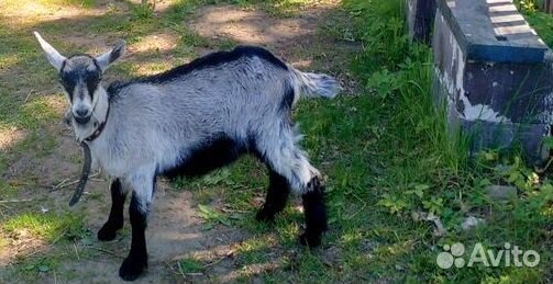 Козы и козлята