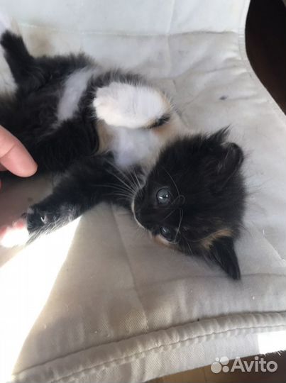 Котята в надежные руки