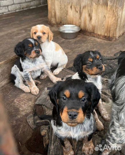 Щенки бретонский эпаньоль